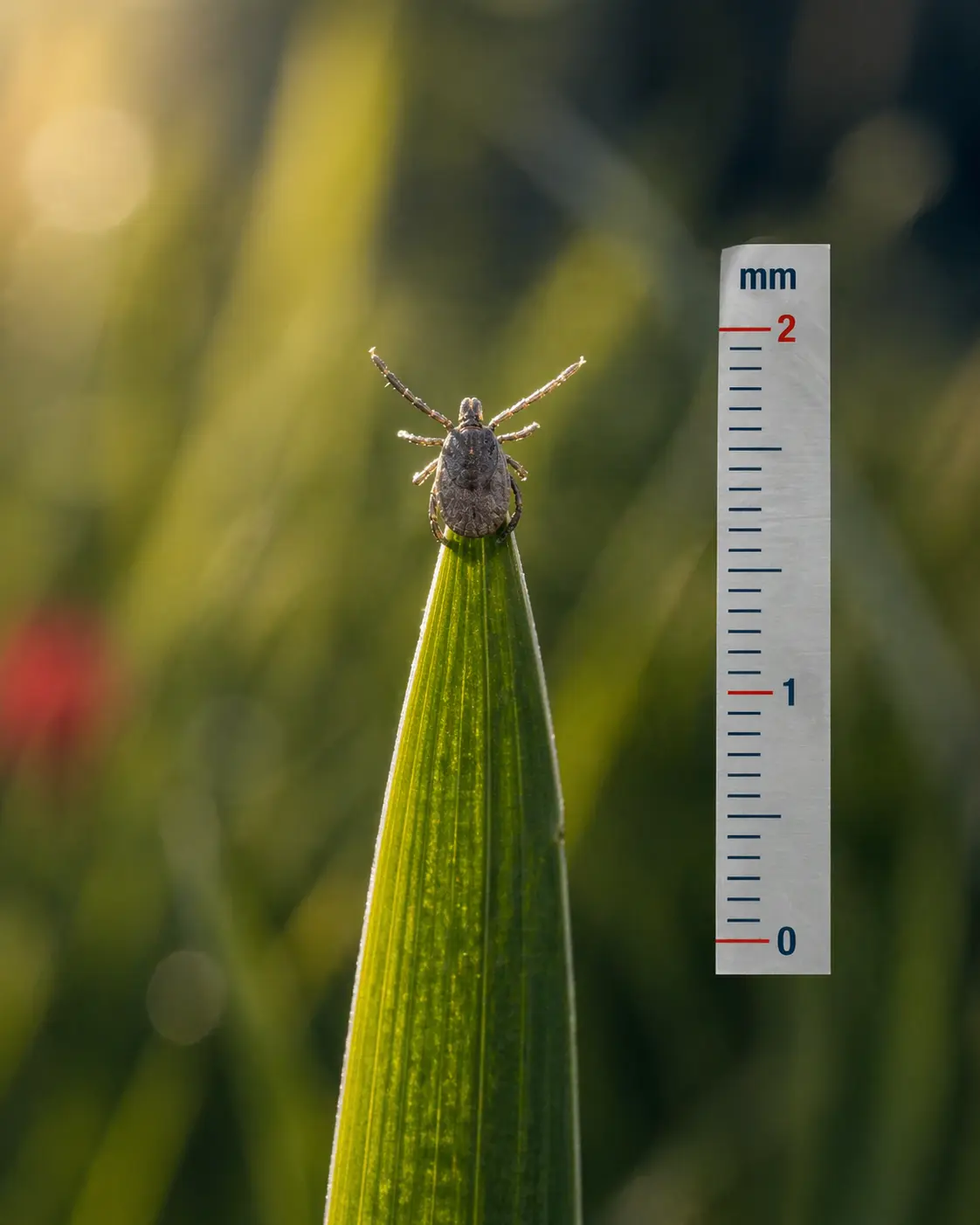 Black-legged tick nymph at actual size — the life stage responsible for most human bites